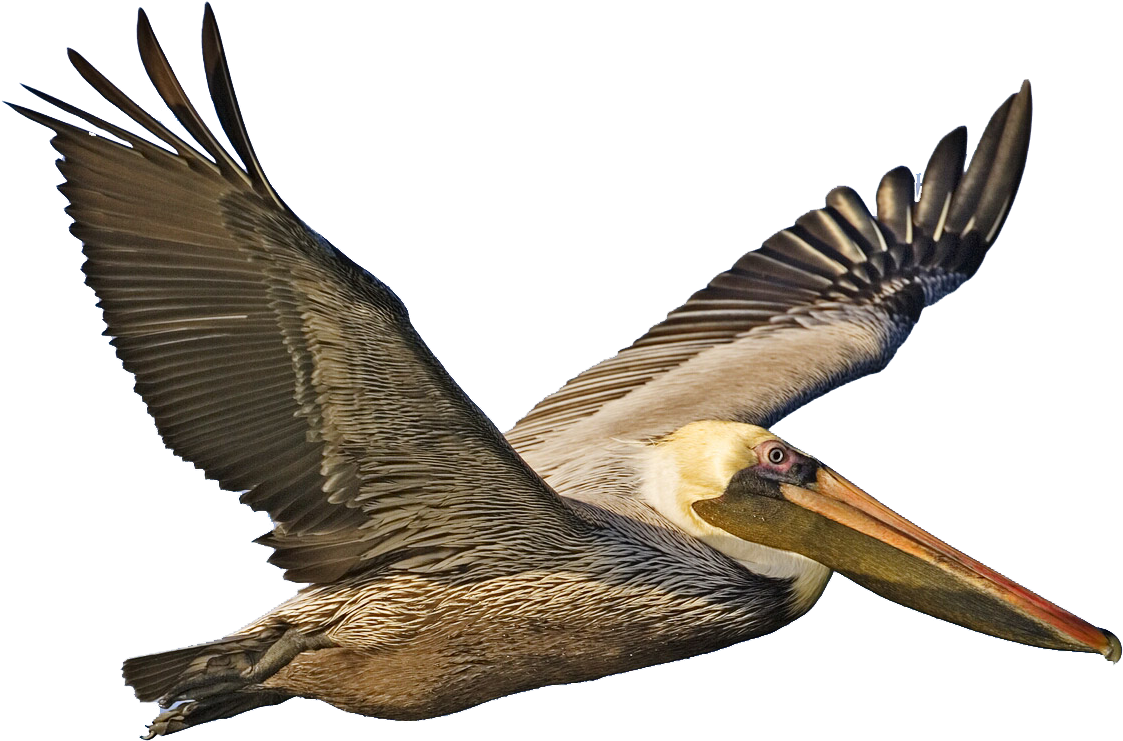 Majestic Pelican In Flight.png