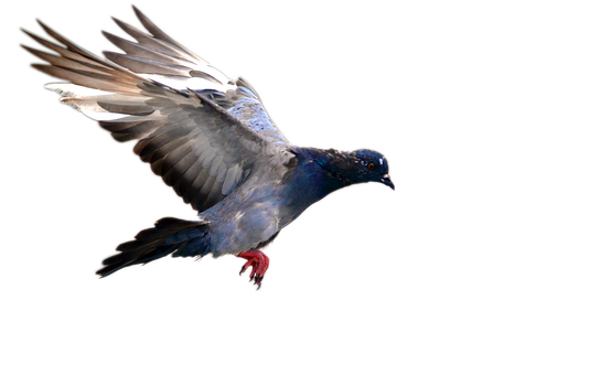 Majestic Pigeon In Flight PNG with transparent background