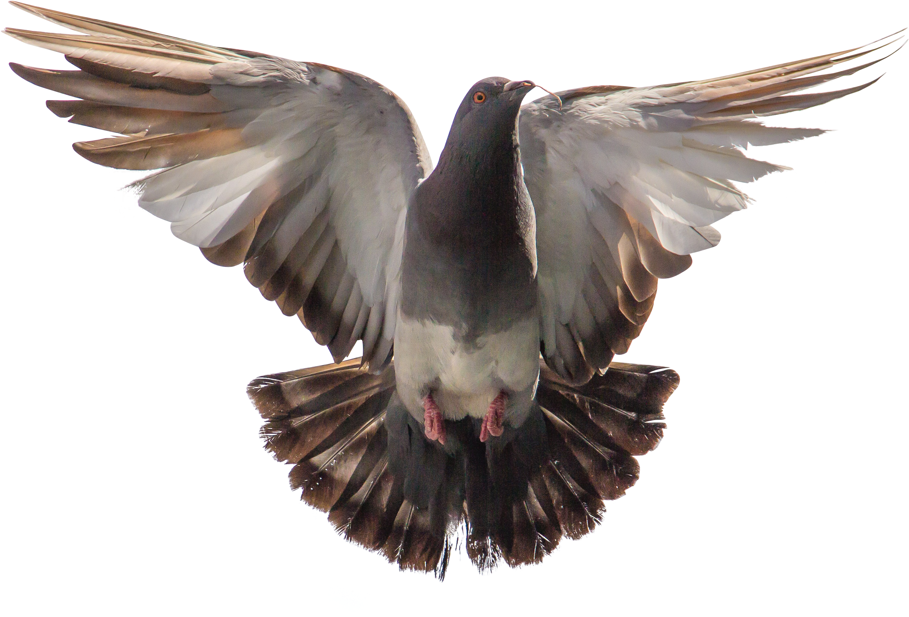 Majestic Pigeon In Flight.png