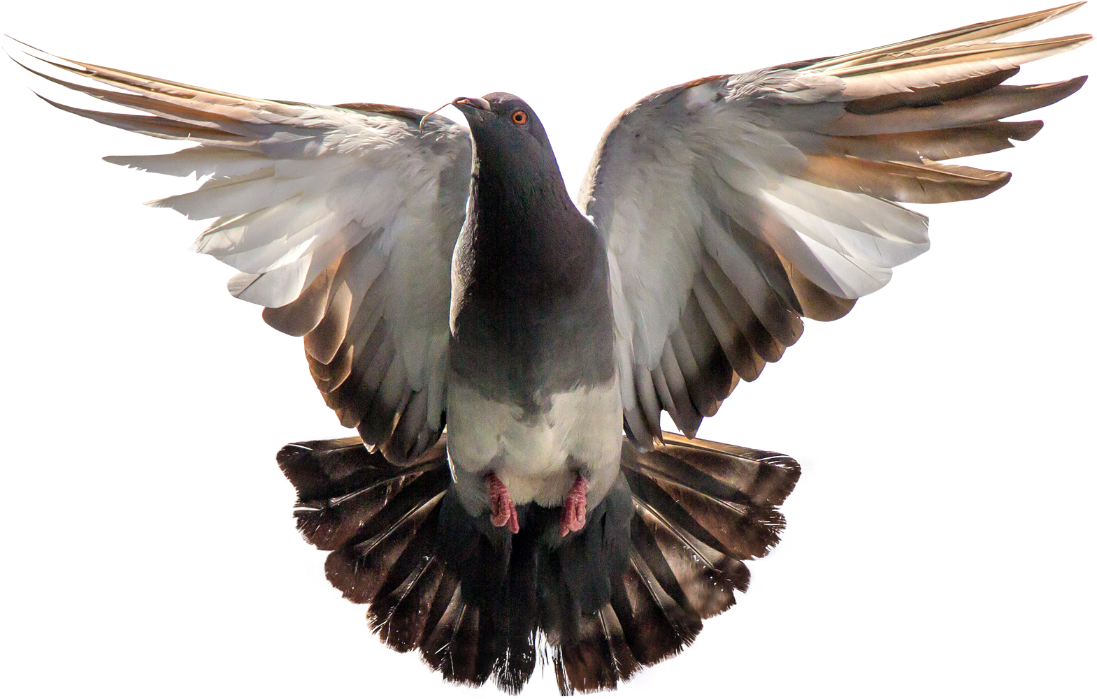 Majestic Pigeon In Flight