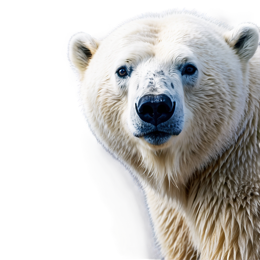 Majestic Polar Bear PNG 05062024 PNG with transparent background