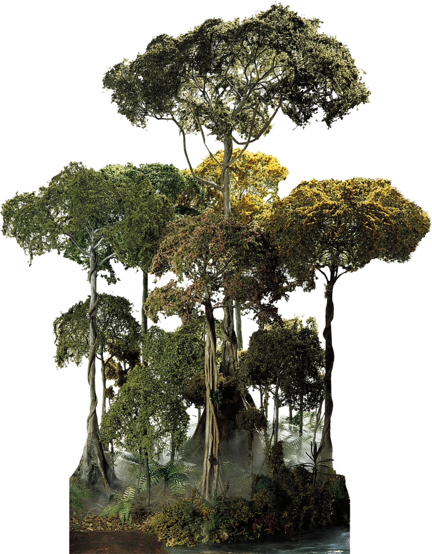 Plant,natural Stem,forest,flower - Amazon Rainforest Tree Png, Transparent Png PNG with transparent background