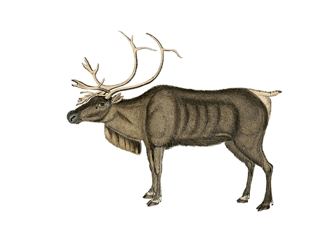 Majestic Reindeer Illustration PNG with transparent background