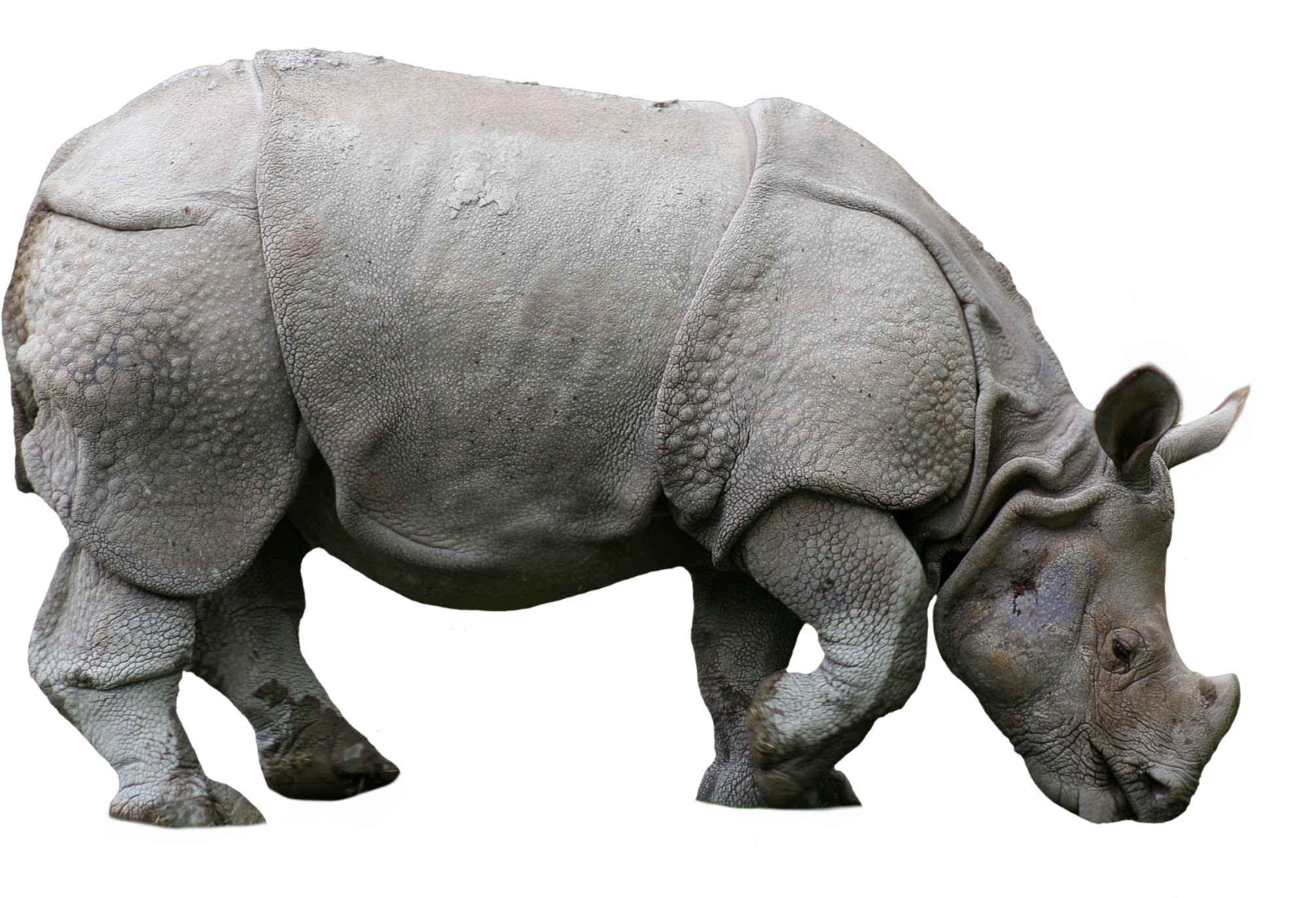 Majestic Rhino Profile