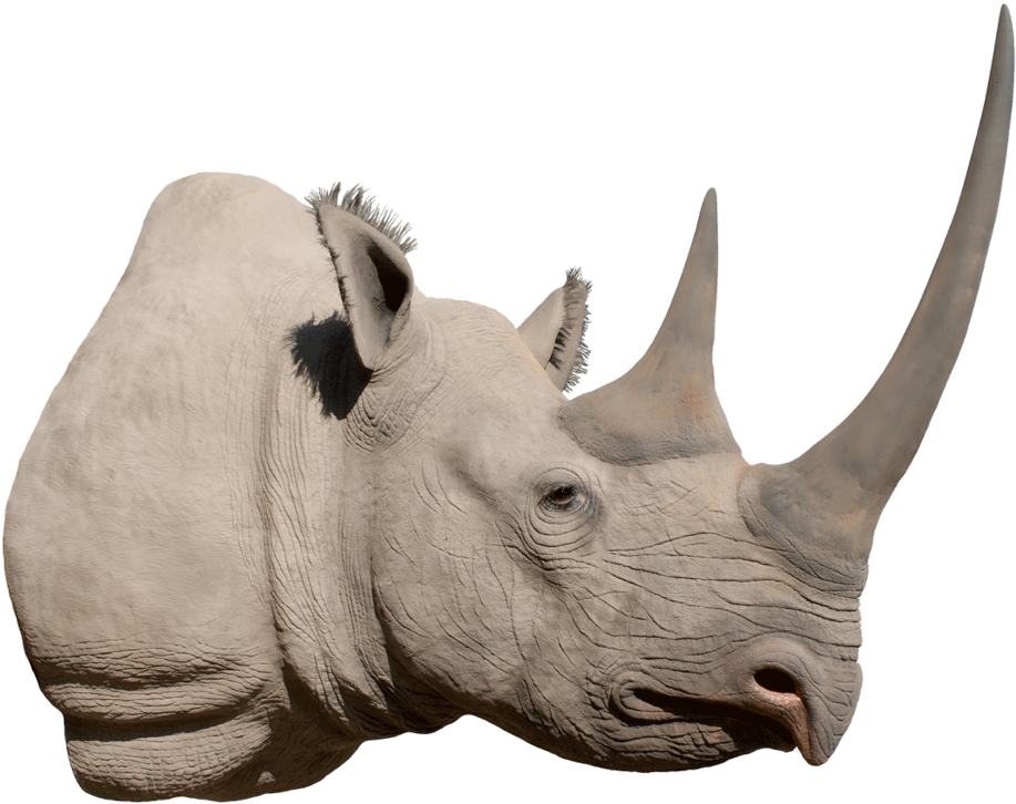 Majestic Rhino Profile