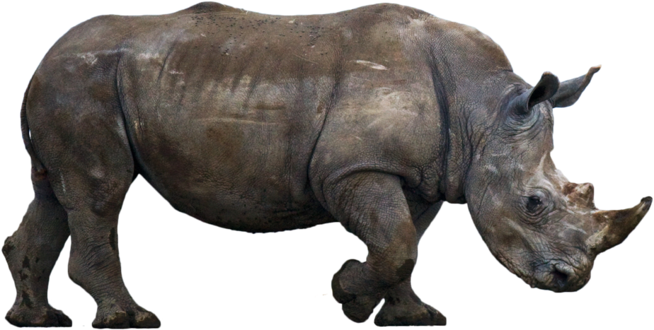 Majestic Rhinoceros Isolated