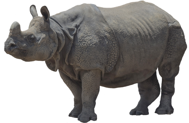 Majestic Rhinoceros Standing