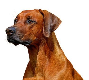 Majestic_ Rhodesian_ Ridgeback_ Portrait PNG with transparent background