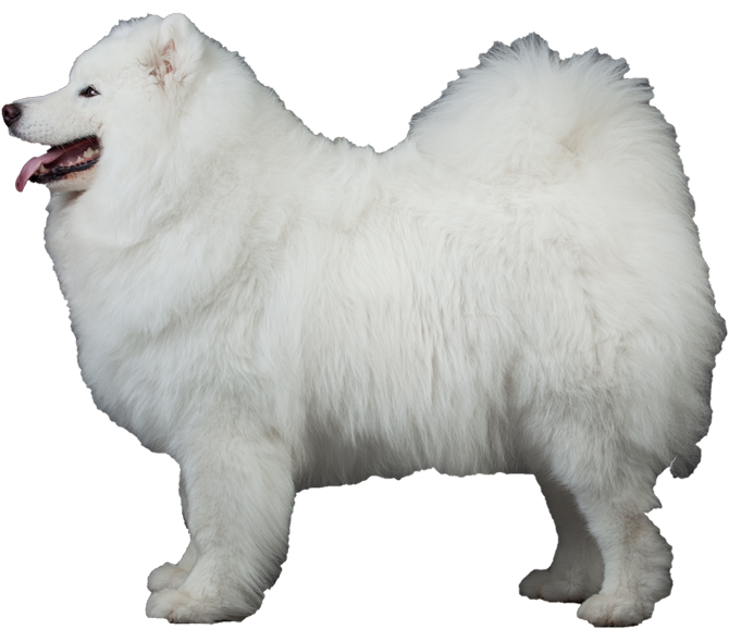 Samoyed Png - Samoyed Transparent Background, Png Download PNG image with a transparent background, free high-resolution download