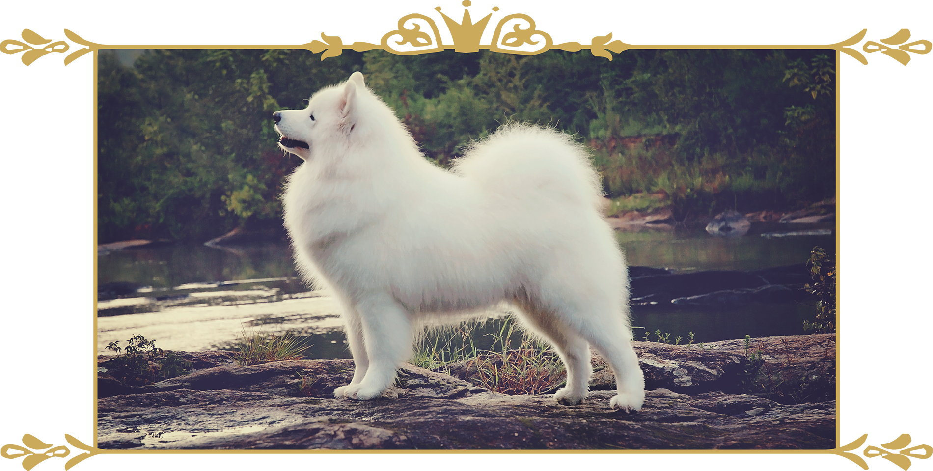 Mainimg - American Eskimo Dog, HD Png Download PNG image with a transparent background, free high-resolution download