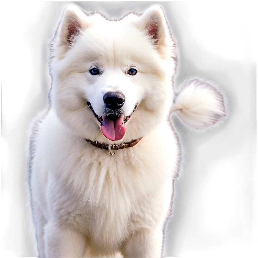 Majestic Samoyed Portrait Png 72