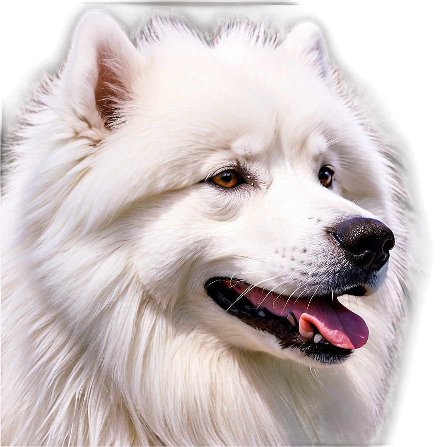 Majestic Samoyed Portrait Png Hoe