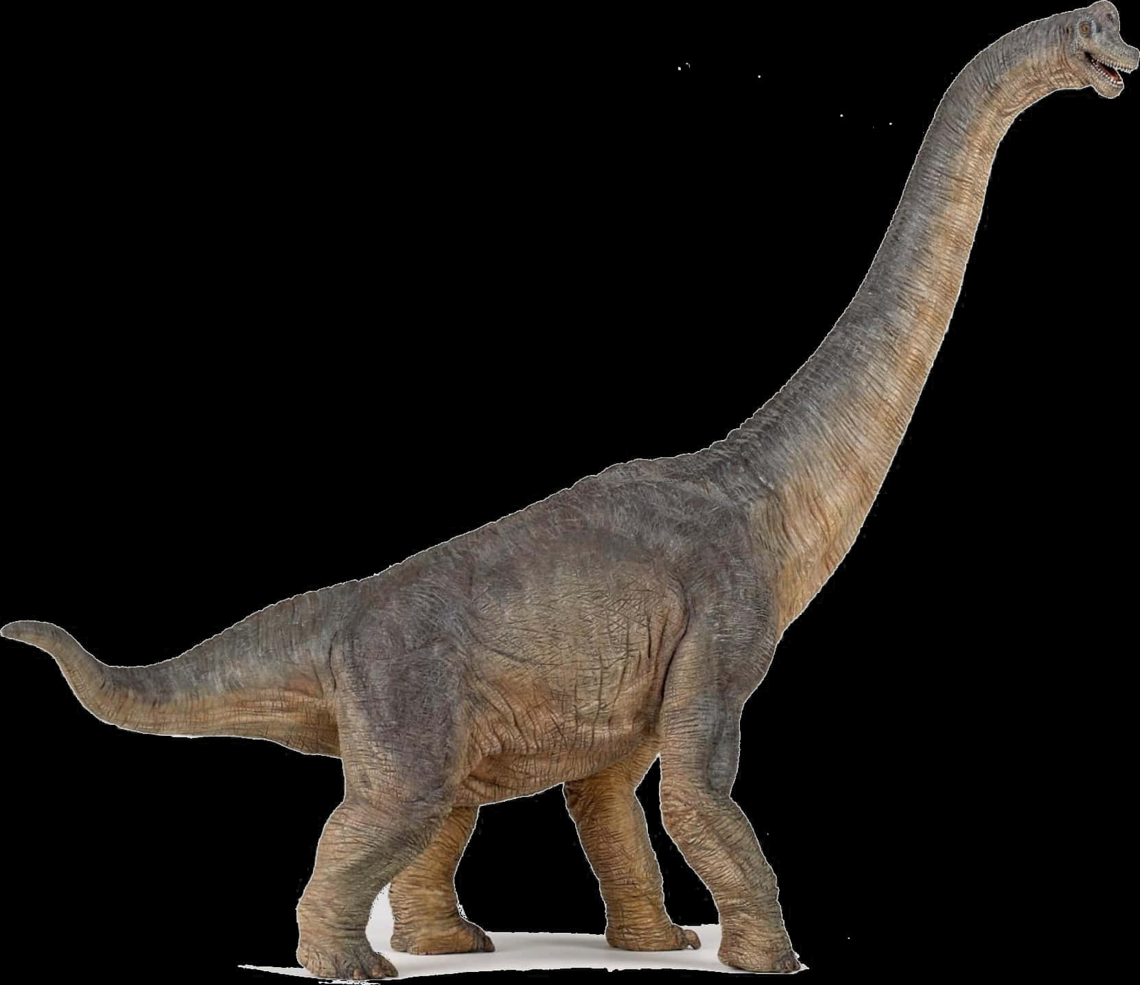 Majestic Sauropod Dinosaur