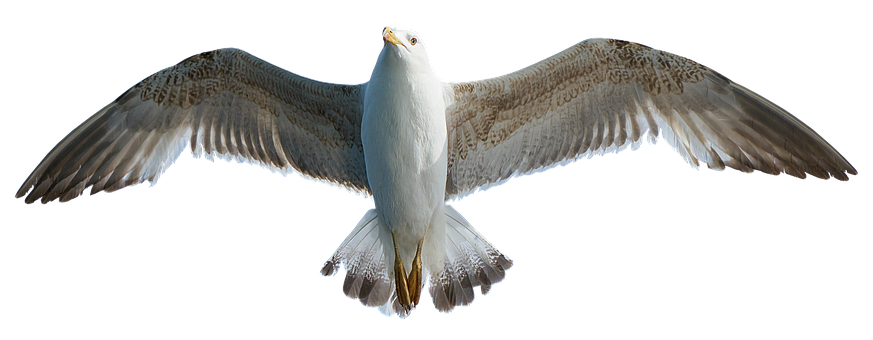 Majestic Seagull In Flight PNG with transparent background