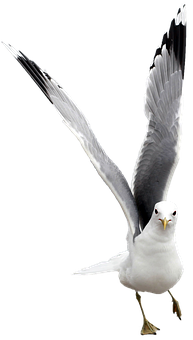 Majestic Seagull Spread Wings PNG with transparent background