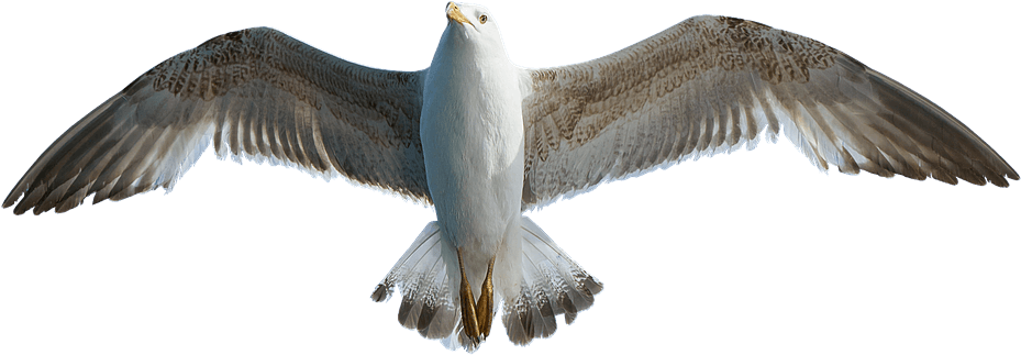 Seagull Transparent Png Image Free - Png Seagull, Png Download PNG with transparent background