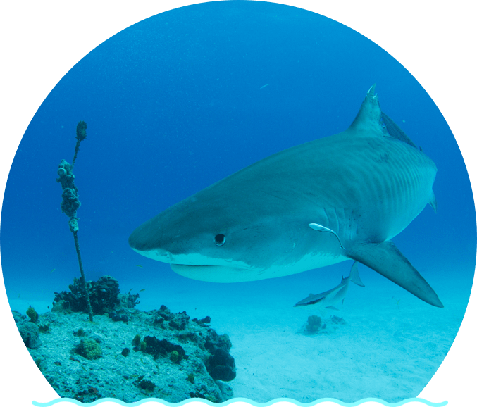 Majestic Shark Swimming Over Coral Reef