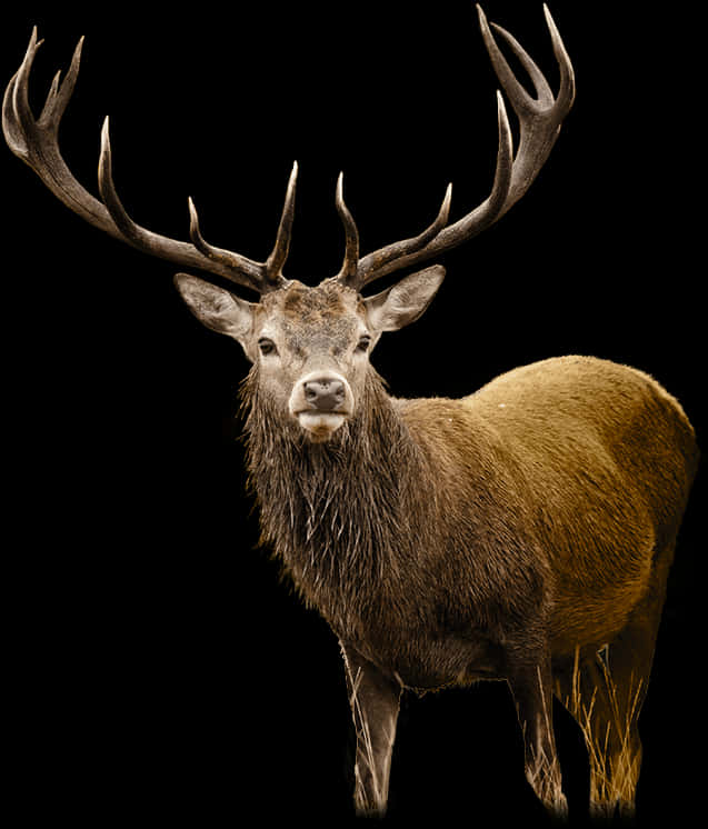 Majestic Stag Black Background