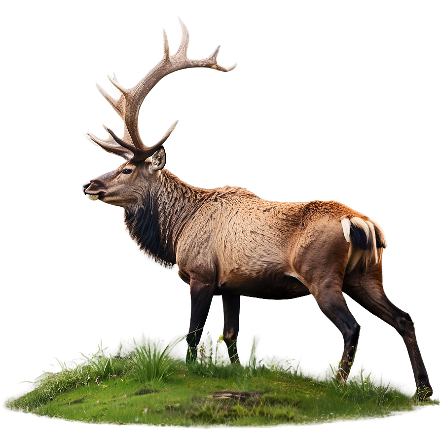 Majestic Stag In Forest Png 71