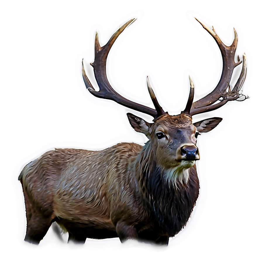 Majestic Stag Roaring Png 2