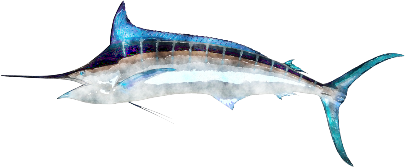 Majestic Swordfish Side View