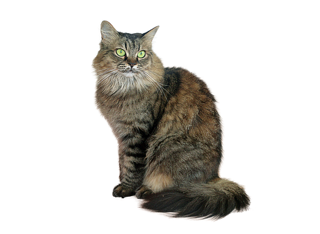 Majestic Tabby Cat Black Background PNG with transparent background
