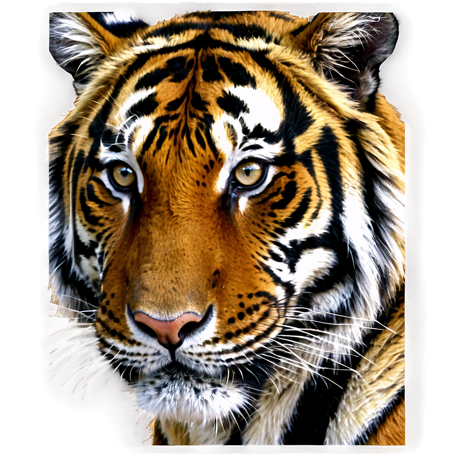 Majestic Tiger Portrait Png 47