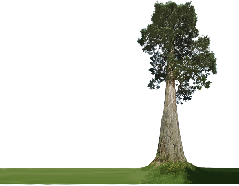 Transparent Tree Trunk Png - Tall Tree, Png Download PNG with transparent background