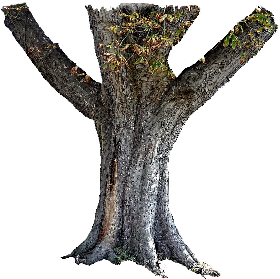 Tree Trunk Stock Png - Transparent Background Tree Trunk Png, Png Download PNG with transparent background
