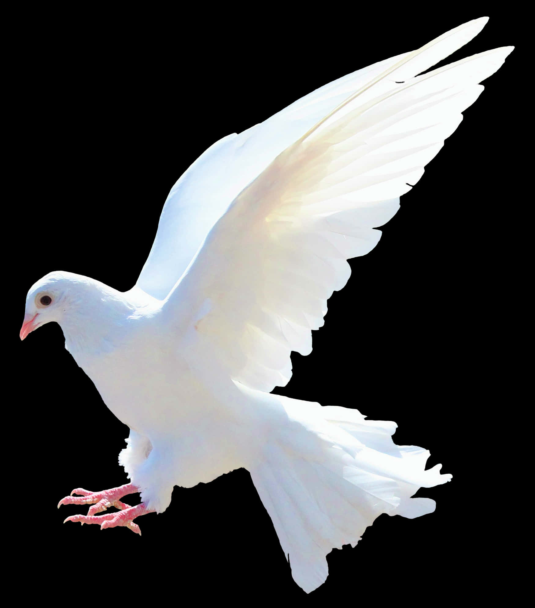 Majestic White Pigeon In Flight