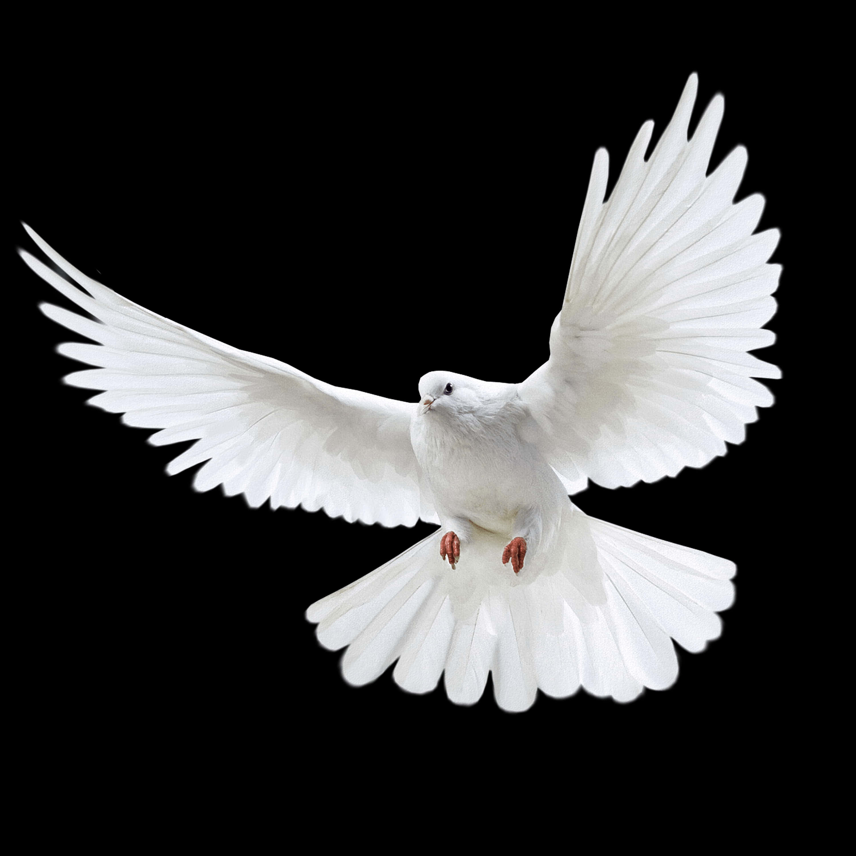 Majestic White Pigeon In Flight