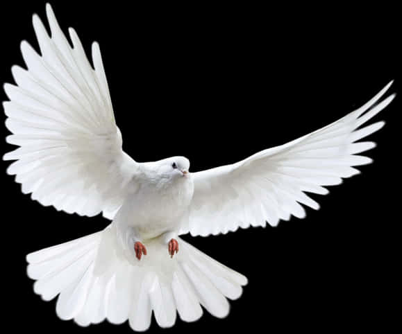 Majestic White Pigeonin Flight