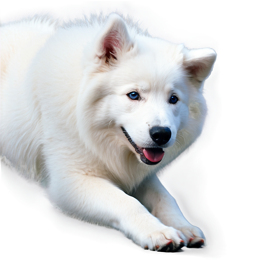 Majestic White Samoyed Png 06242024