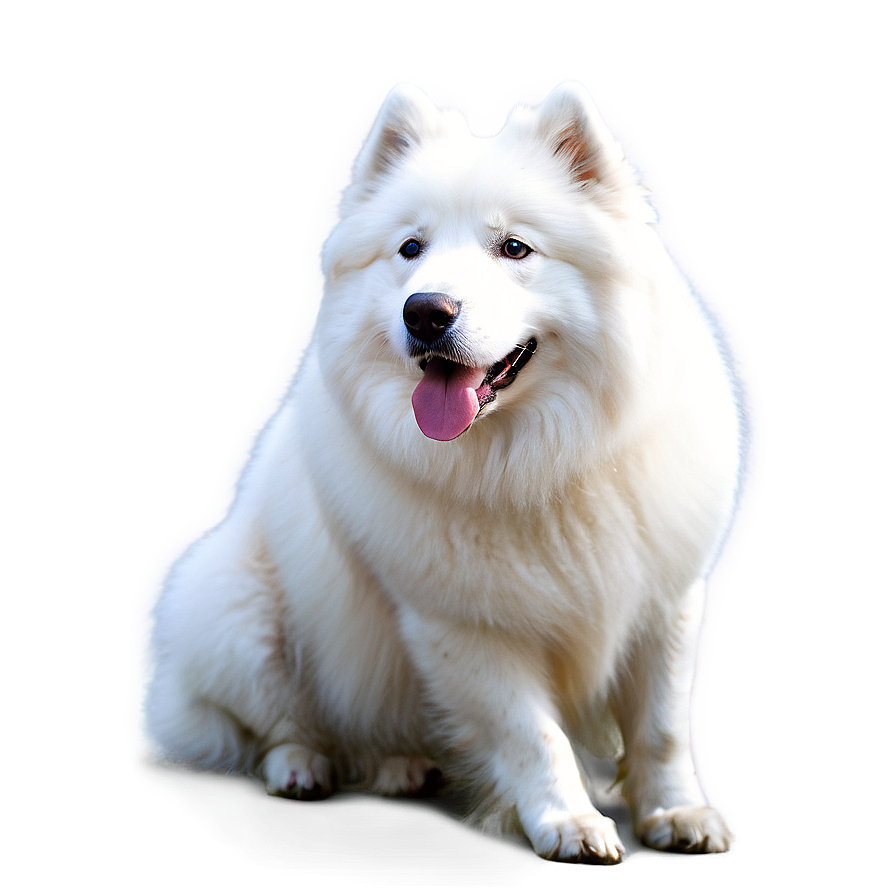 Majestic White Samoyed Png Wmy