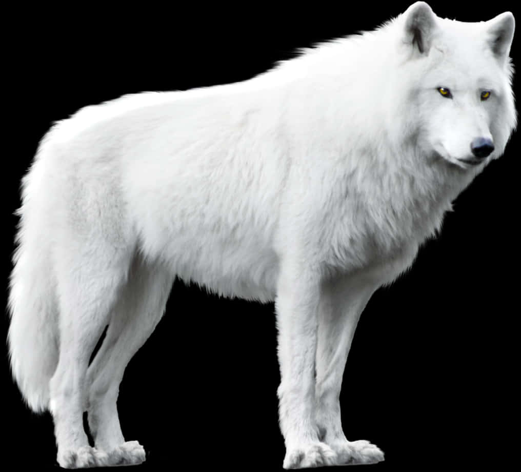 Majestic White Wolf Black Background.jpg