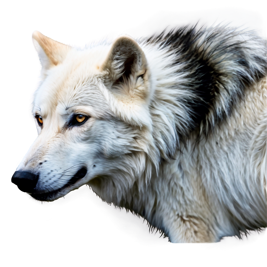 Majestic White Wolf Png 05032024