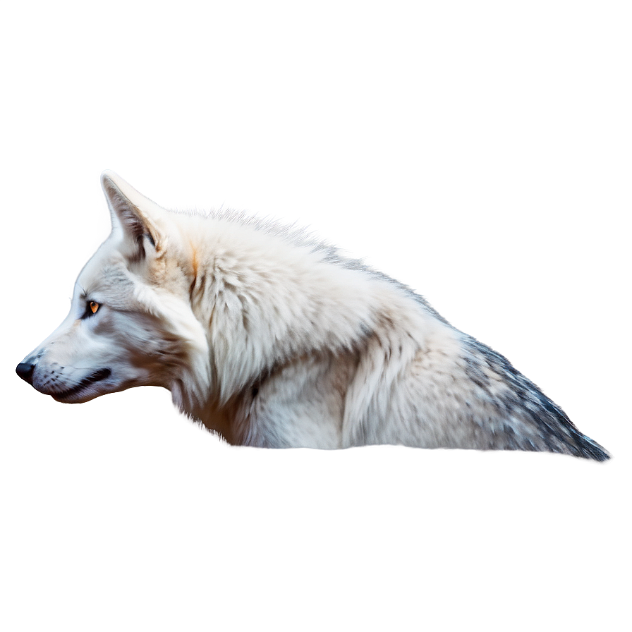 Majestic White Wolf Png Dgk