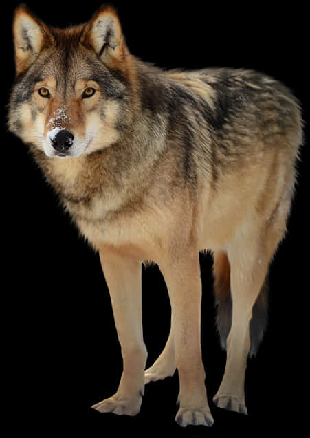 Majestic Wolf Portrait