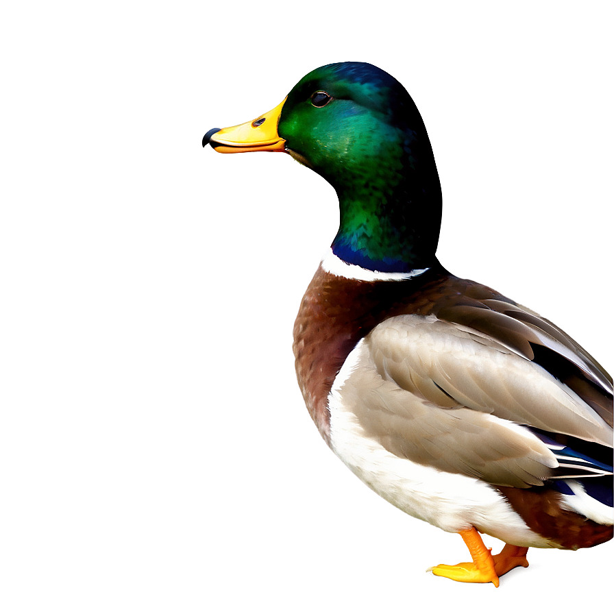 Male Mallard Duck Png Qoj