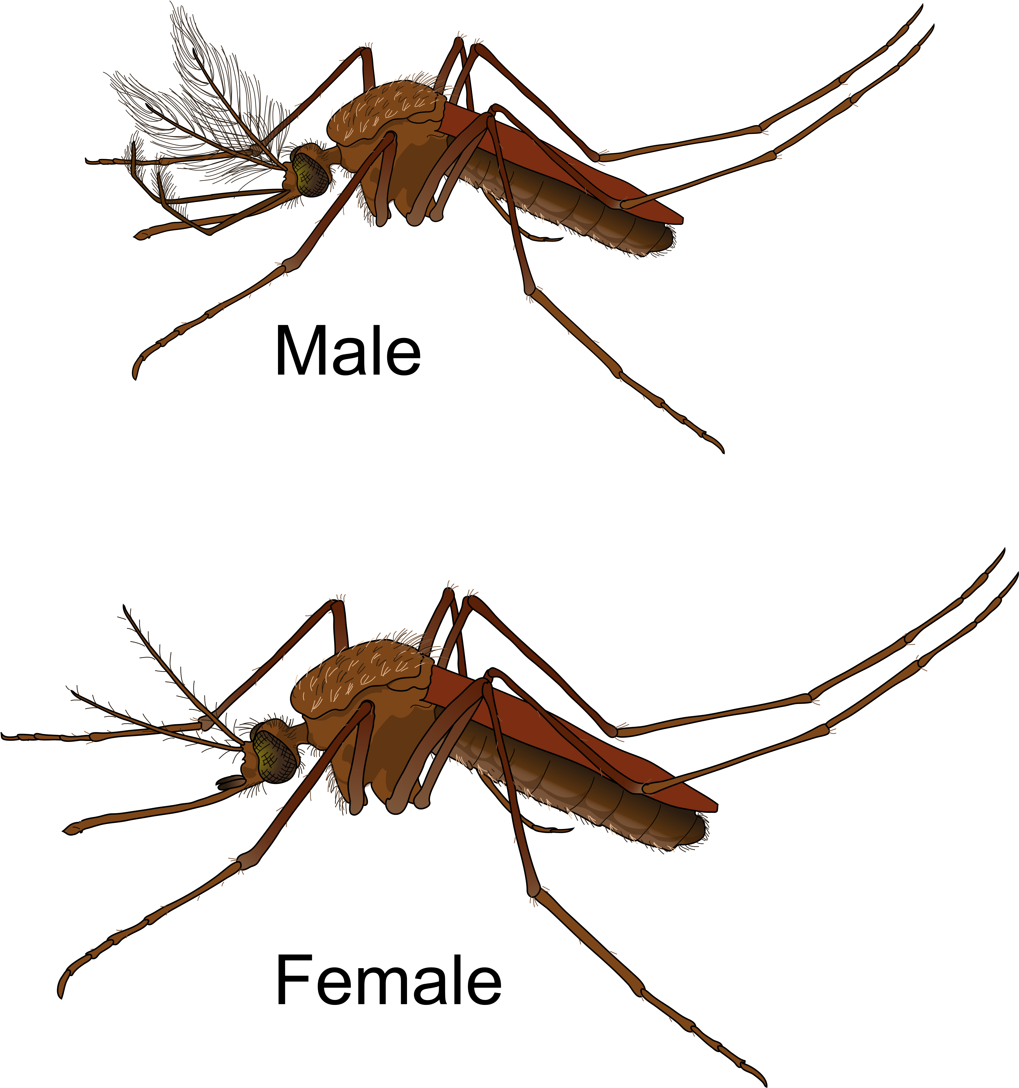 Vector Mosquitoes Cloud - Moustique Male Et Femelle, HD Png Download PNG with transparent background