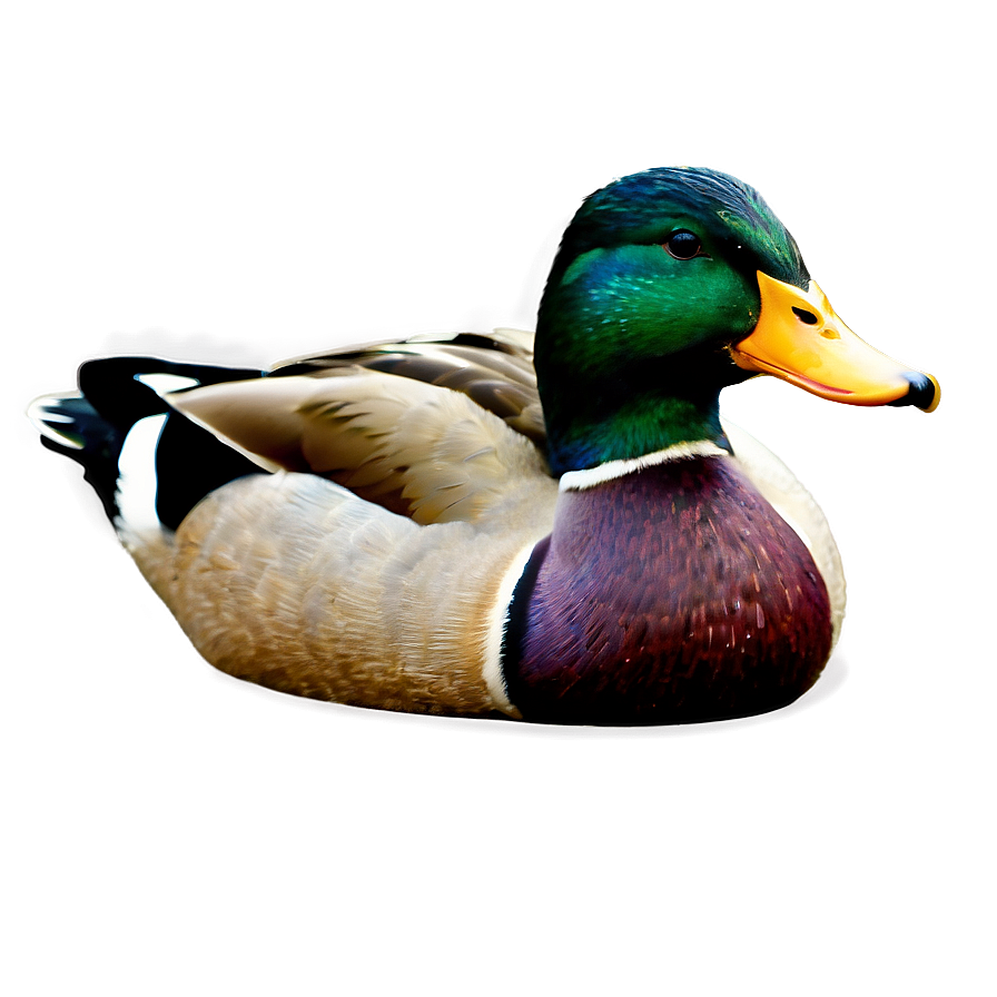 Mallard Duck Drawing Png 06262024