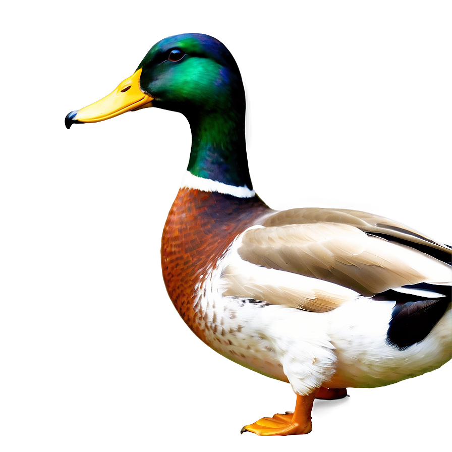 Mallard Duck Drawing Png Brn