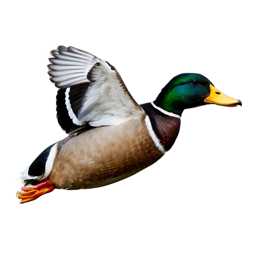 Mallard Duck In Flight Png Jlo93