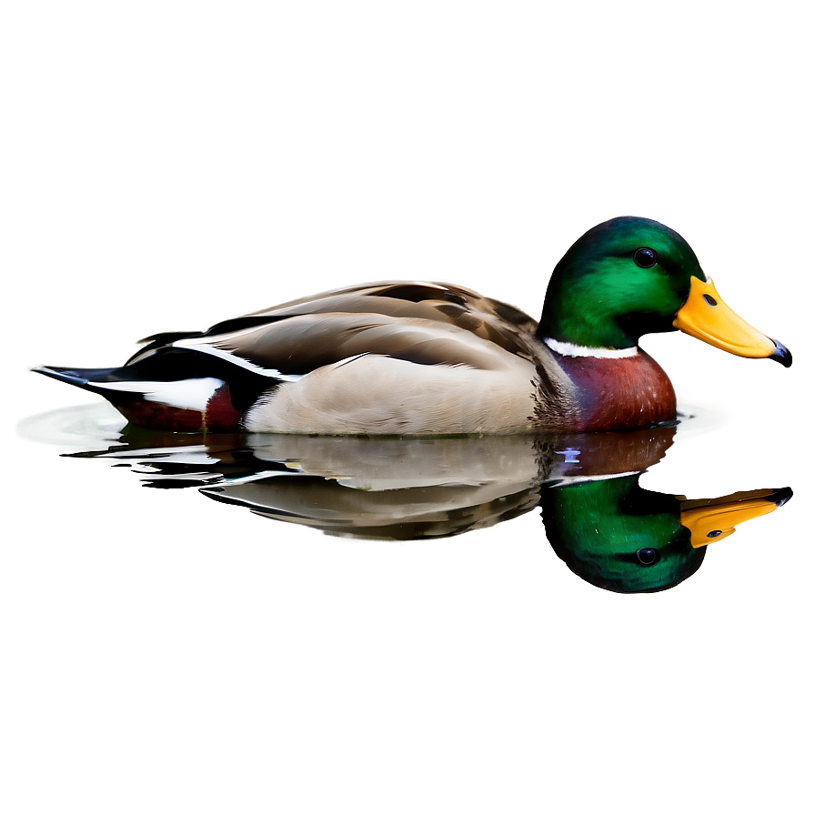 Mallard Duck In Water Png 06262024