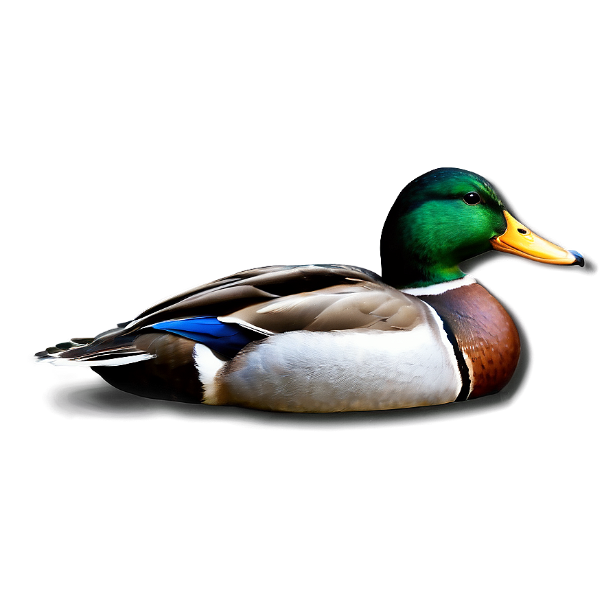 Mallard Duck In Water Png 78