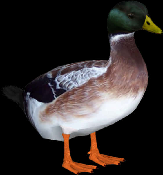 Mallard Duck Isolatedon Black PNG with transparent background