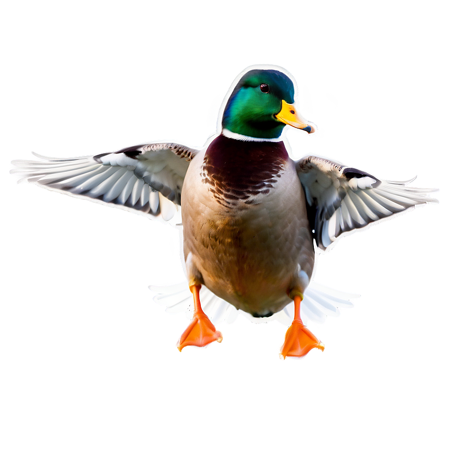 Mallard Duck Landing Png 36