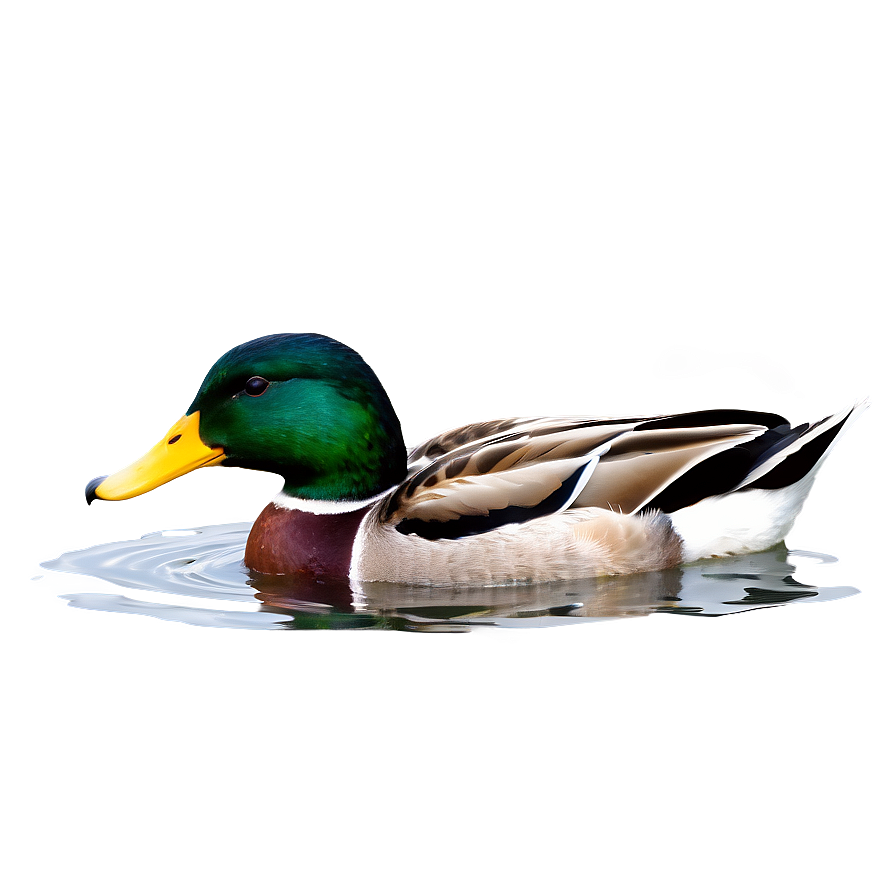 Mallard Duck Pair Png 37