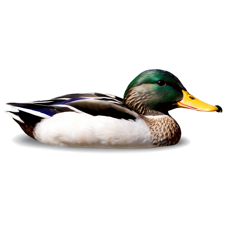 Mallard Duck Png 05032024