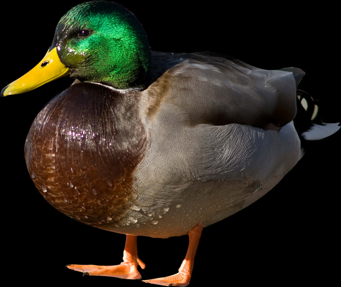 Mallard Duck Portrait PNG with transparent background
